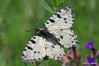 885.915C-Oostelijke-pijpbloemvlinder-Zerynthia-cerisy
