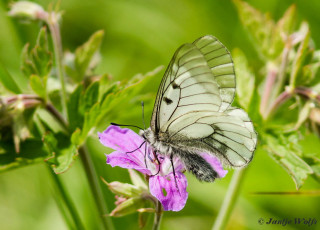 891.122- Zwarte apollovlinder - Parnassius mnemosyne