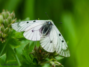 891.130- Zwarte apollovlinder - Parnassius mnemosyne