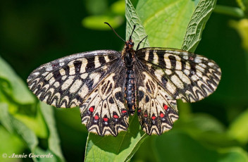 893.527- Zuidelijke pijpbloemvlinder - Zerynthia polyxena