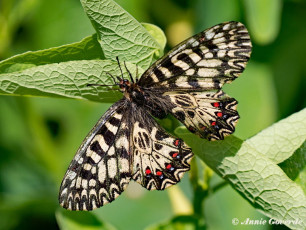 893.528- Zuidelijke pijpbloemvlinder - Zerynthia polyxena