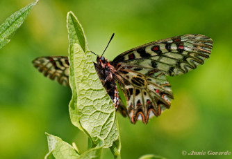 893.530- Zuidelijke pijpbloemvlinder - Zerynthia polyxena