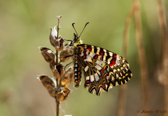 893.910- Spaanse pijpbloemvlinder - Zerynthia rumina