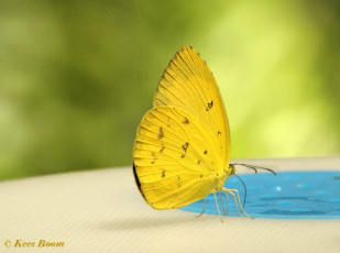 904.315-Orange migrant - Catopsilia scylla