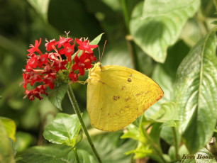 904.316-Orange migrant - Catopsilia scylla