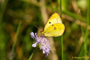 905.515-Zuidelijke-Luzernevlinder-Colias-alfacariensis