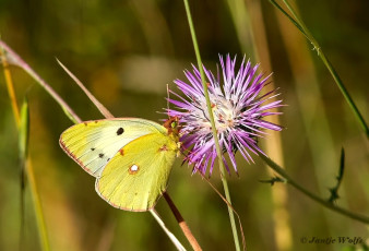 905.516-Zuidelijke-luzernevlinder-Colias-alfacariensis