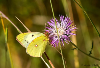 905.516-Zuidelijke-luzernevlinder-Colias-alfacariensis