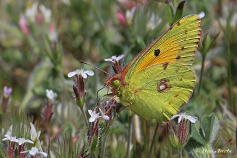 906.710-Oranje-luzernevlinder-Colias-croceus