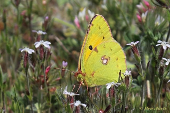 906.711-Oranje-luzernevlinder-Colias-croceus