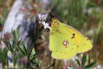 906.712-Oranje-luzernevlinder-Colias-croceus