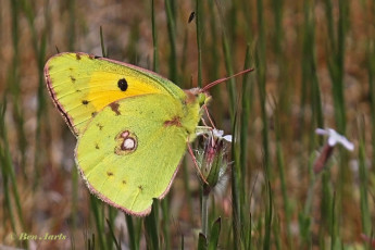 906.713-Oranje-luzernevlinder-Colias-croceus