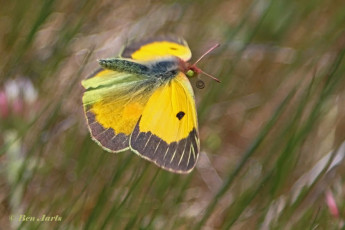 906.714-Oranje-luzernevlinder-Colias-croceus