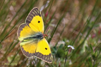 906.715-Oranje-luzernevlinder-Colias-croceus