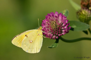 906.720-Oranje-Luzernevlinder-Colias-croceus