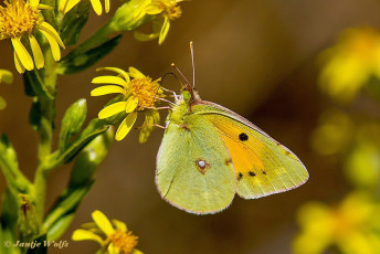 906.721-Oranje-Luzernevlinder-Colias-croceus