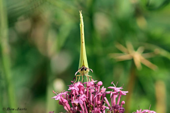 917.120-Citroenvlinder-Gonepteryx-rhamni