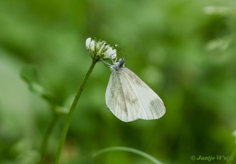 923.620- Boswitje - Leptidea sinapis