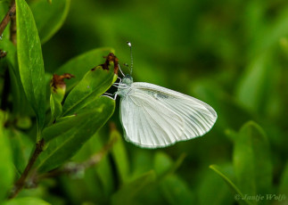 923.622- Boswitje - Leptidea sinapis