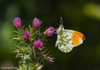 926.415-Oranjetipje-Anthocharis-cardamines