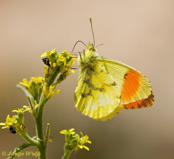 927.915-Geel Oranjetipje - Anthocharis euphenoides