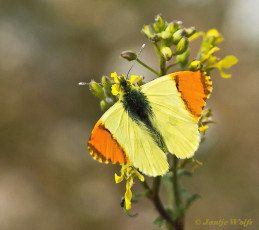 927.916-Geel Oranjetipje - Anthocharis euphenoides