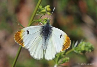 927.925-Geel-oranjetipje-Anthocharis-euphenoides