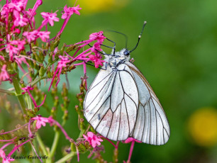 928.819B-Groot-geaderd-witje-Aporia-crataegi