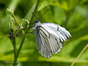 928.820-Groot geaderd witje - Aporia crataegi