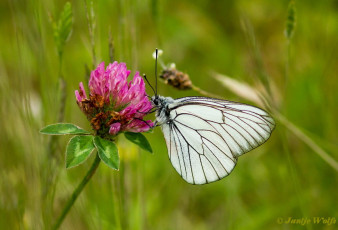 928.821-Groot geaderd witje - Aporia crataegi