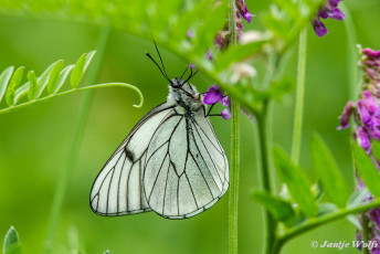 928.822-Groot geaderd witje - Aporia crataegi