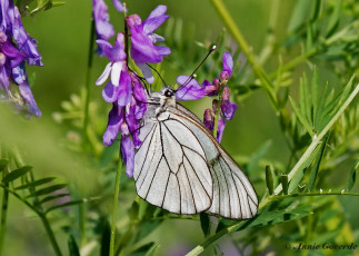 928.825-Groot geaderd witje - Aporia crataegi