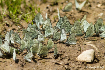 928.827-Groot geaderd witje - Aporia crataegi