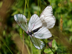 928.840-Groot geaderd witje - Aporia crataegi