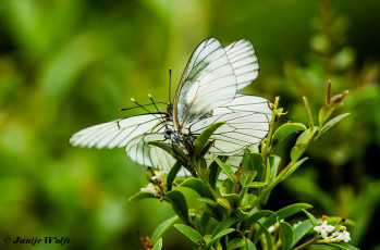 928.841-Groot geaderd witje - Aporia crataegi