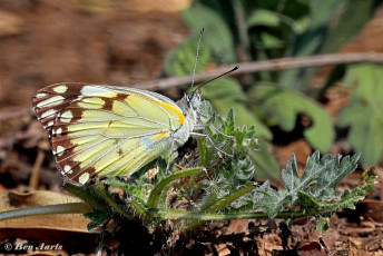 934.715H-Pioneer-white-Belenois-aurota