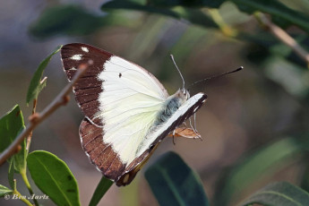 934.715P-Pioneer-white-Belenois-aurota