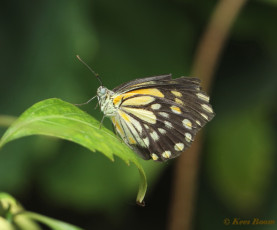 935.515-Caper white - Belenois java