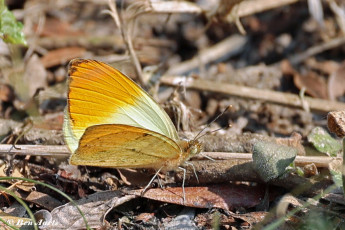 939.015A-Sulphur-orange-tip-Colotis-aurora