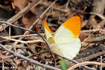 939.015B-Sulphur-orange-tip-Colotis-aurora