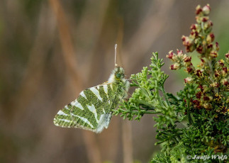 952.420- Gestreept marmerwitje - Euchloe belemia