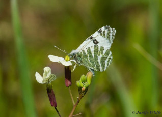 952.421- Gestreept marmerwitje - Euchloe belemia