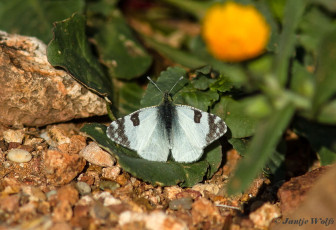 952.424- Gestreept marmerwitje - Euchloe belemia