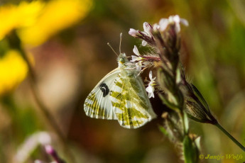 952.430- Gestreept marmerwitje - Euchloe belemia