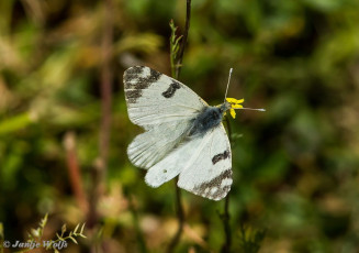 952.433- Gestreept marmerwitje - Euchloe belemia