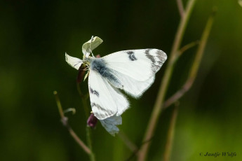 952.434-Gestreept-marmerwitje-Euchloe-belemia