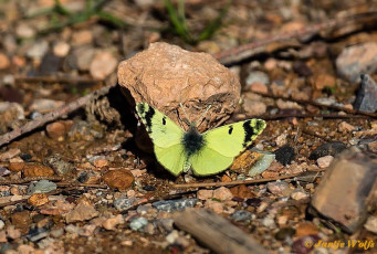 952.621- Groen marmerwitje - Euchloe charlonia