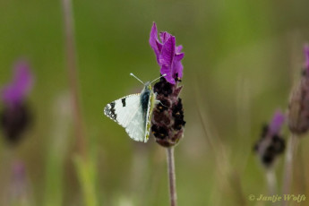 954.426- Klein marmerwitje - Euchloe tagis