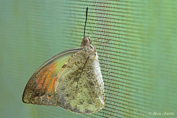 957.015C-Great-orange-tip-Hebomoia-glaucippe