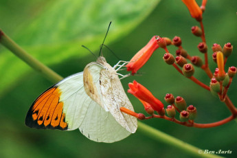 957.015D-Great-orange-tip-Hebomoia-glaucippe